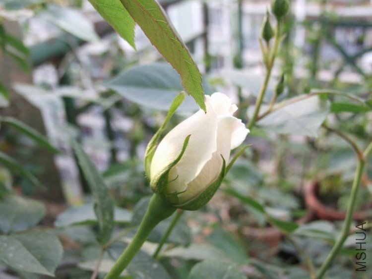 DSCF0810.JPG