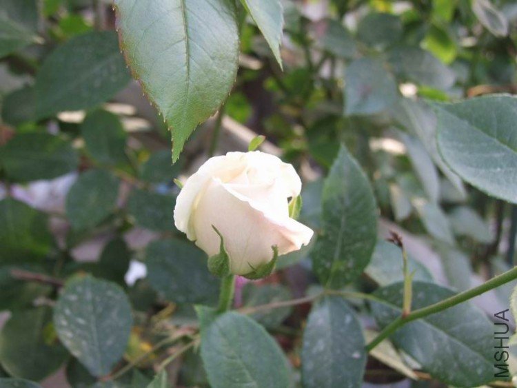 DSCF0808.JPG