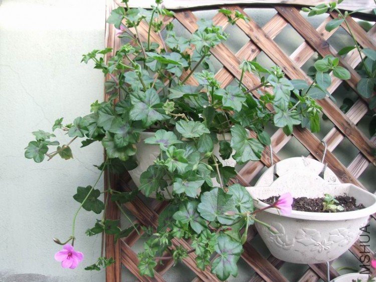 DSCF0788.JPG