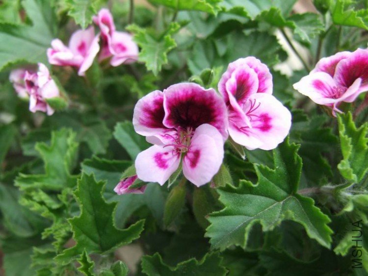 DSCF0785.JPG