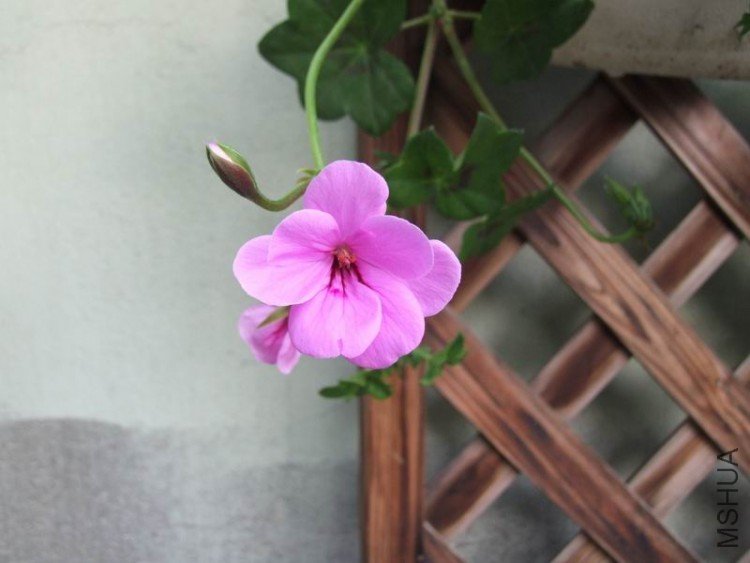 DSCF0789.JPG