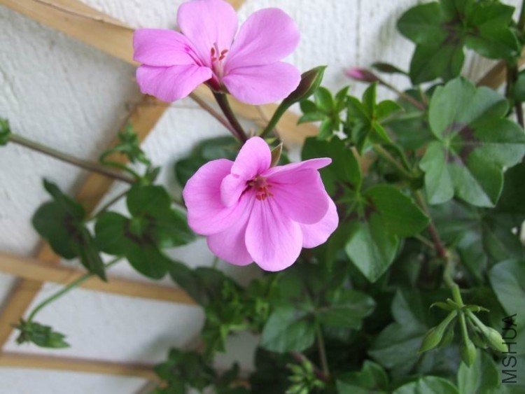 DSCF0778.JPG
