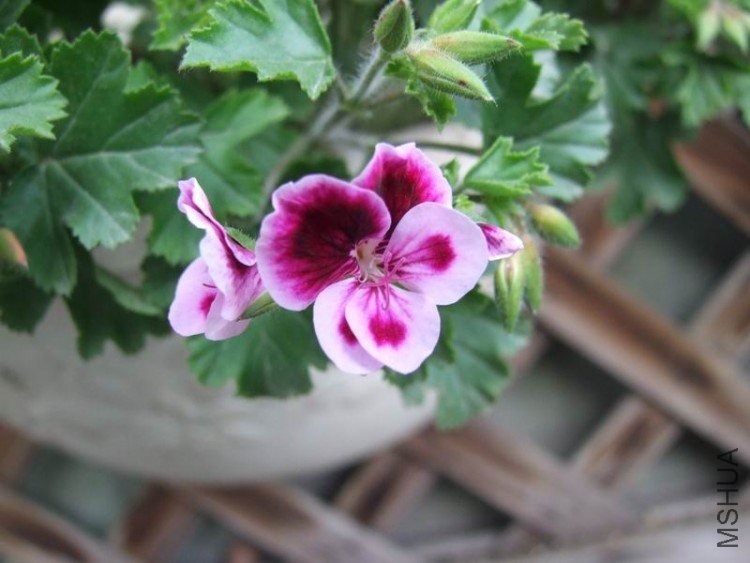 DSCF0784.JPG