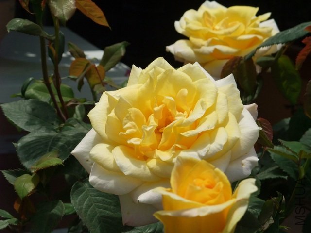 1004280165.jpg