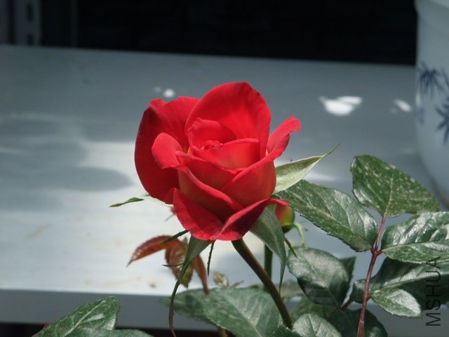 1004280157.jpg