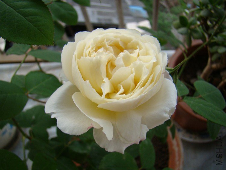 DSC00242.JPG