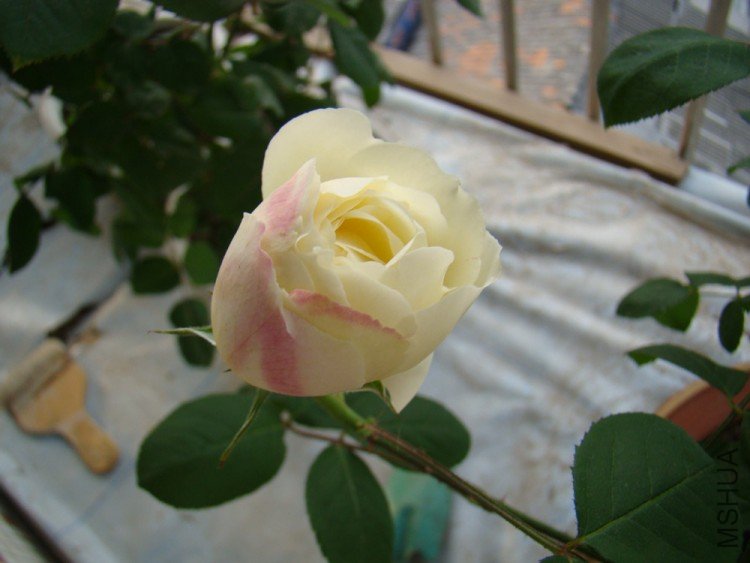 DSC00243.JPG