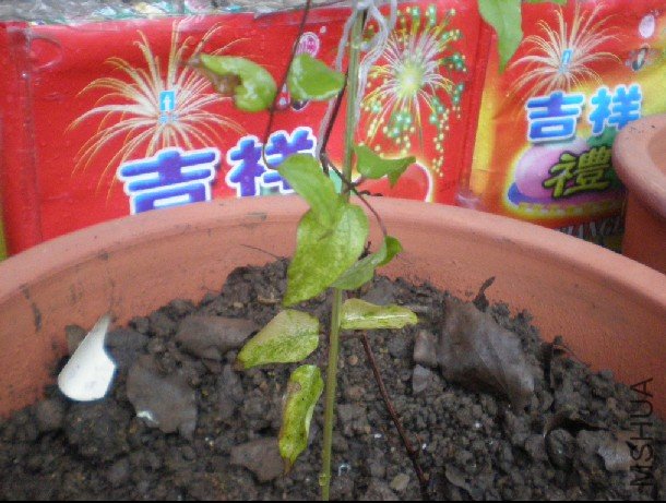 ���껨��Ҷ�ӻ���