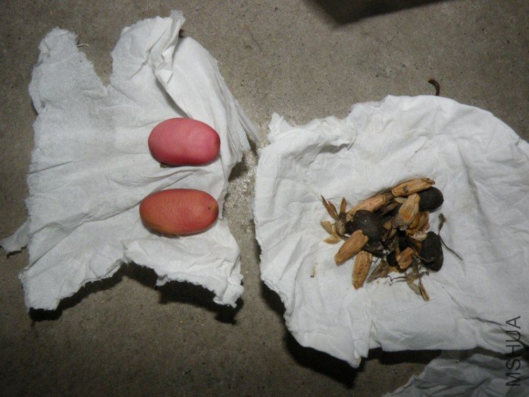 DSCF4387.JPG