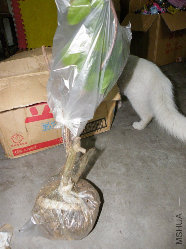 DSCF4385.JPG
