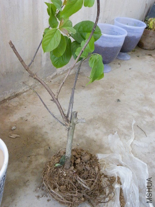 DSCF4398.JPG