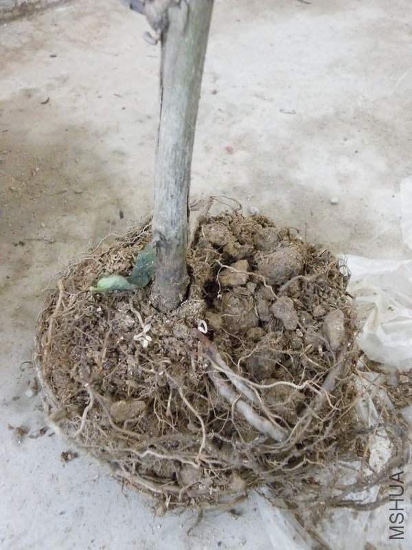 DSCF4397.JPG