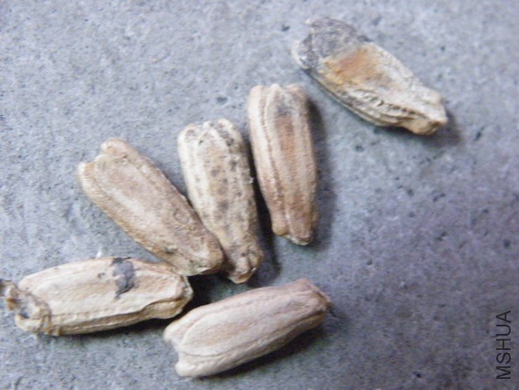 DSCF4393.JPG