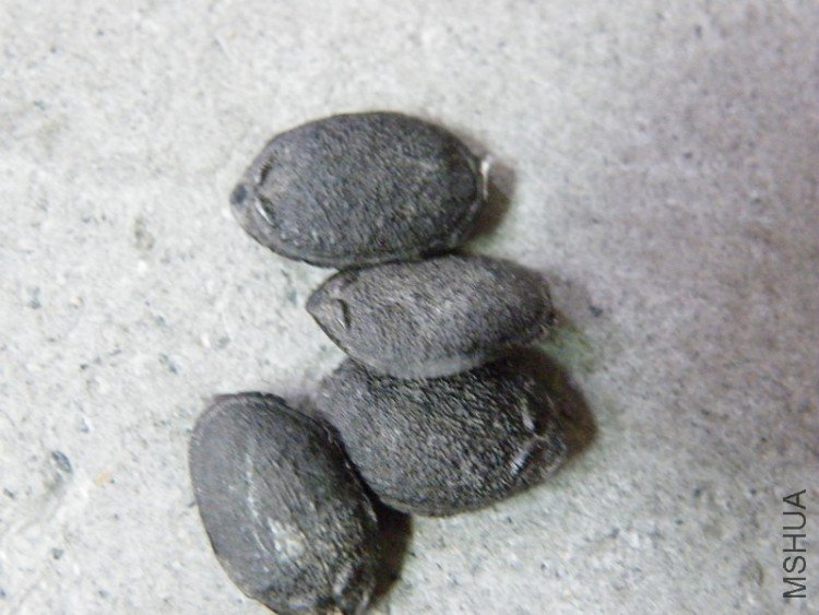 DSCF4392.JPG