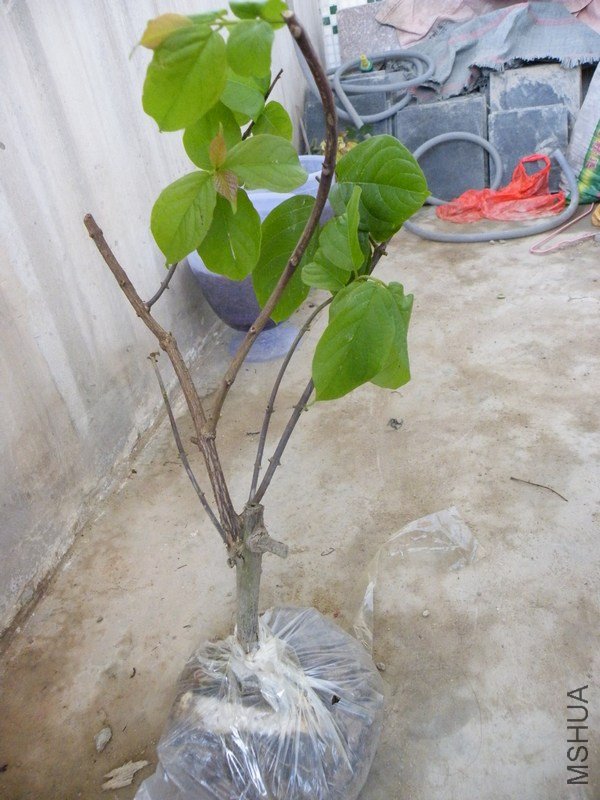 DSCF4395.JPG