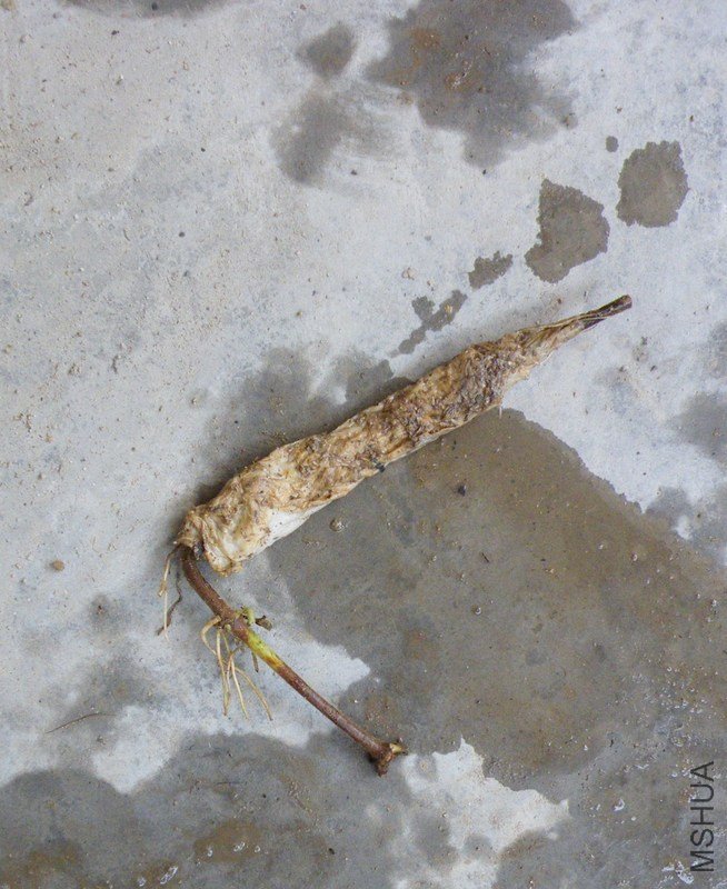 DSCF4410.JPG