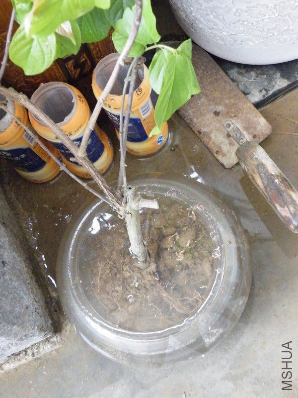 DSCF4401.JPG
