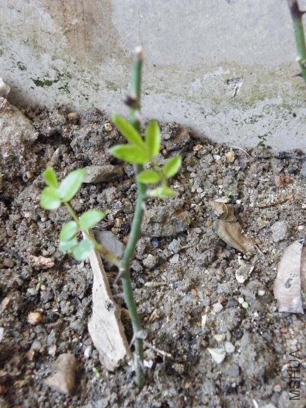 DSCF4418.JPG