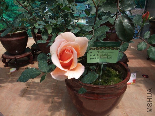 1004280139.jpg