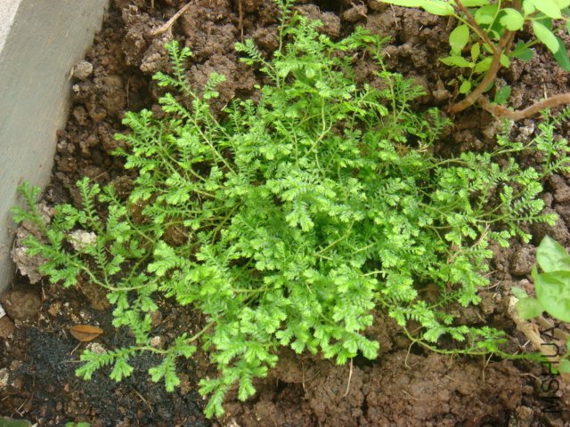 DSC01530.JPG