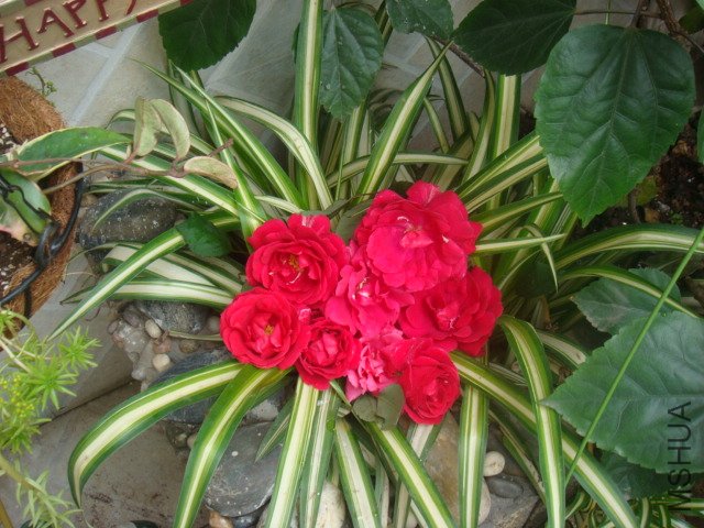 DSC01439.JPG