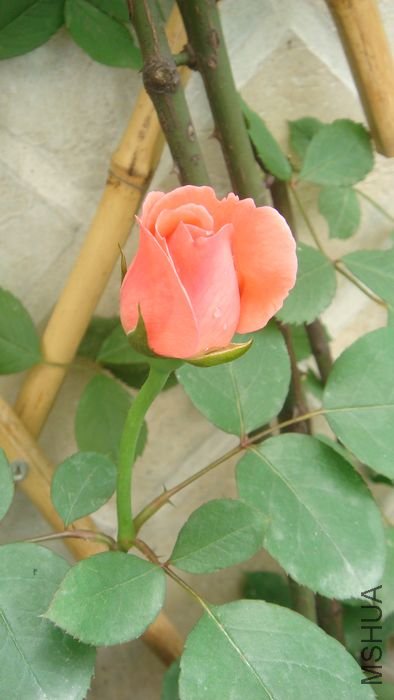 DSC01629.JPG