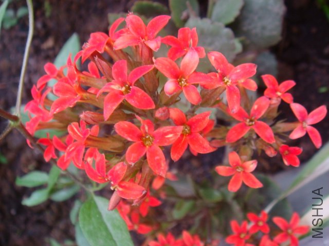 DSC01122.JPG