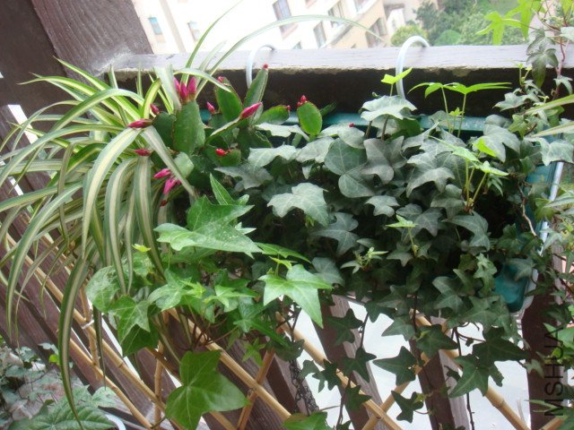 DSC01134.JPG
