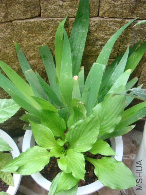 DSC01154.JPG