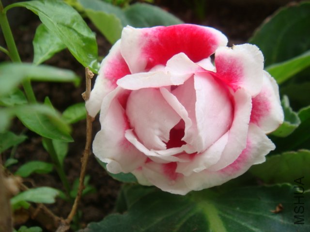 DSC01168.JPG