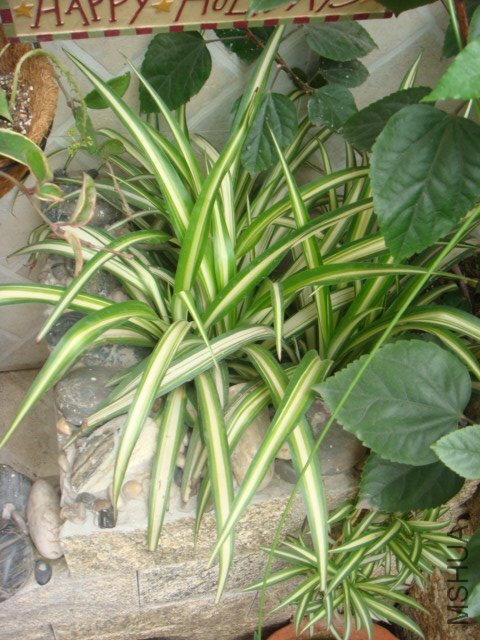DSC01490.JPG