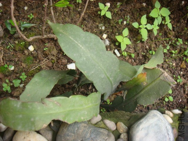 DSC01493.JPG