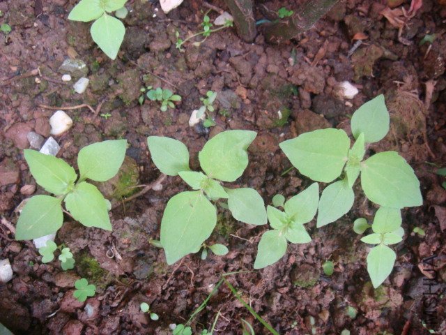 DSC01494.JPG