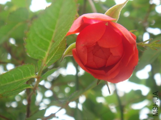 DSC01536.JPG