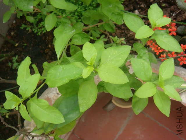 DSC01529.JPG