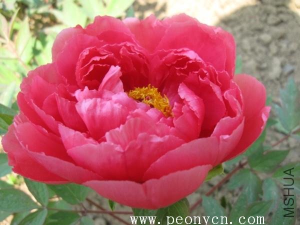 10��ȫ��ɫ���ĵ���