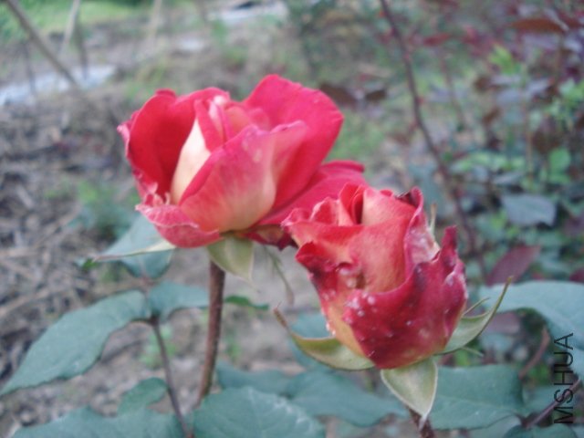 DSC03774.JPG