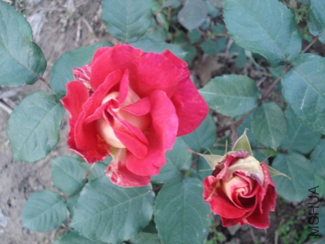 DSC03775.JPG