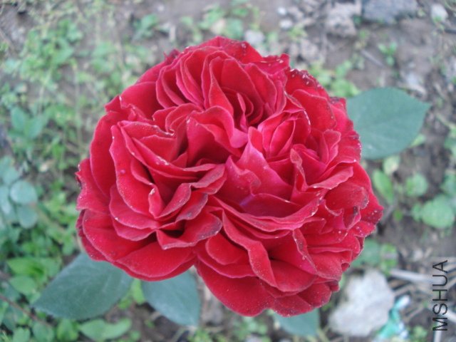 DSC03778.JPG