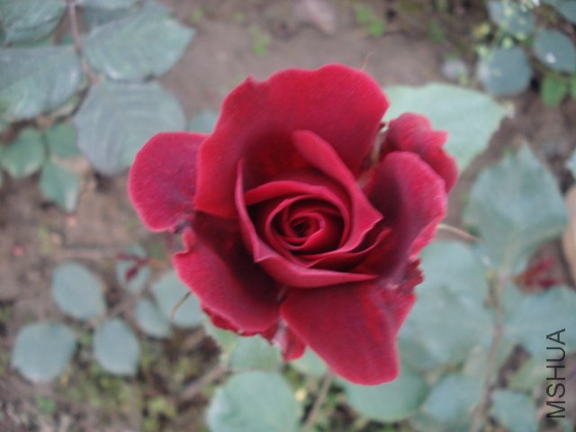 DSC03781.JPG