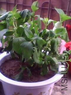 IMG0257A.jpg