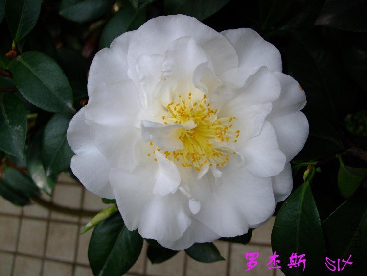 �޽�˹  10-4-27.jpg