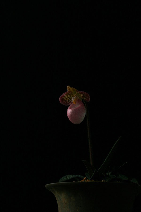 IMG_3890x.jpg