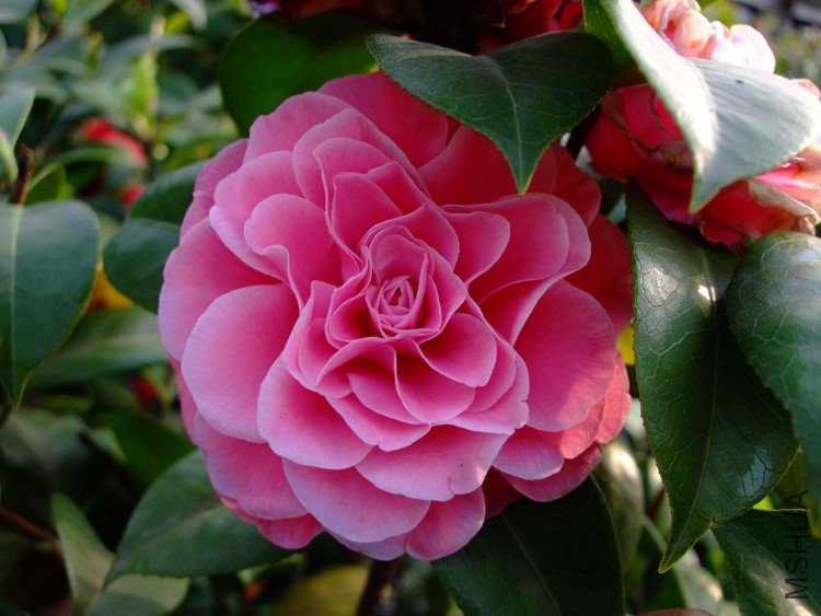 ţ���µ�ʯ 10-5-1 (2).jpg