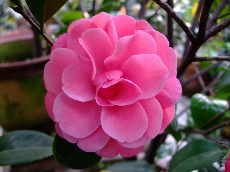 ţ���µ�ʯ 10-5-1 (1).jpg