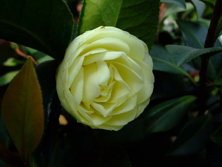 slx��Ƭ 00411.jpg