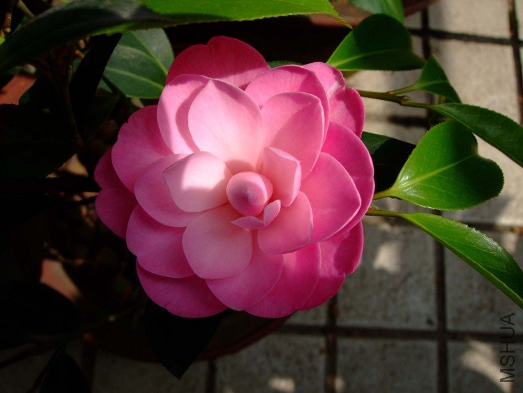 slx��Ƭ 00211.jpg