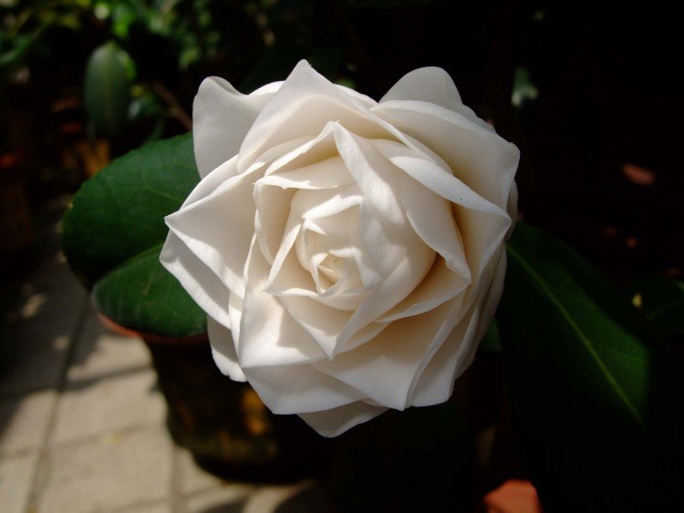 slx��Ƭ 00311.jpg