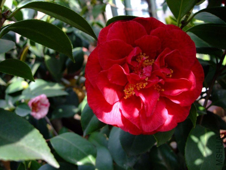 slx��Ƭ 00711.jpg