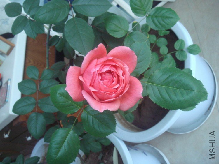DSC04812_������С.JPG